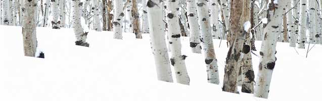 Aspen-Trees-in-the-snowcropped